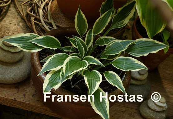 Hosta Hidden Treasure